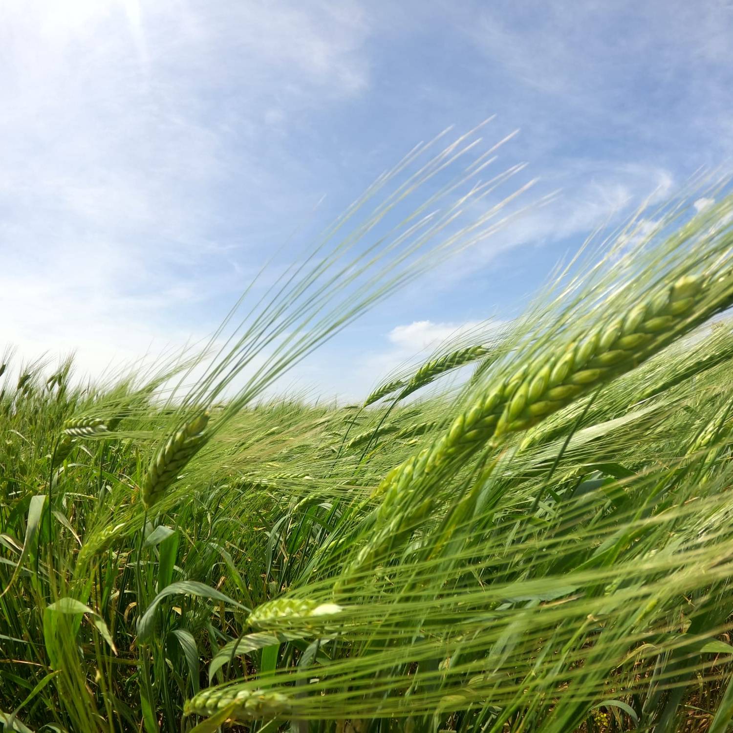 azienda agricola il Ghimbergo