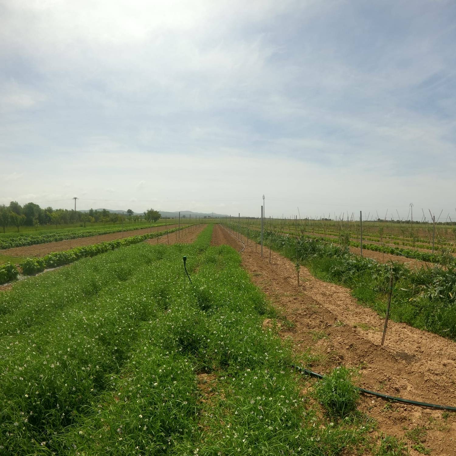 azienda agricola il Ghimbergo