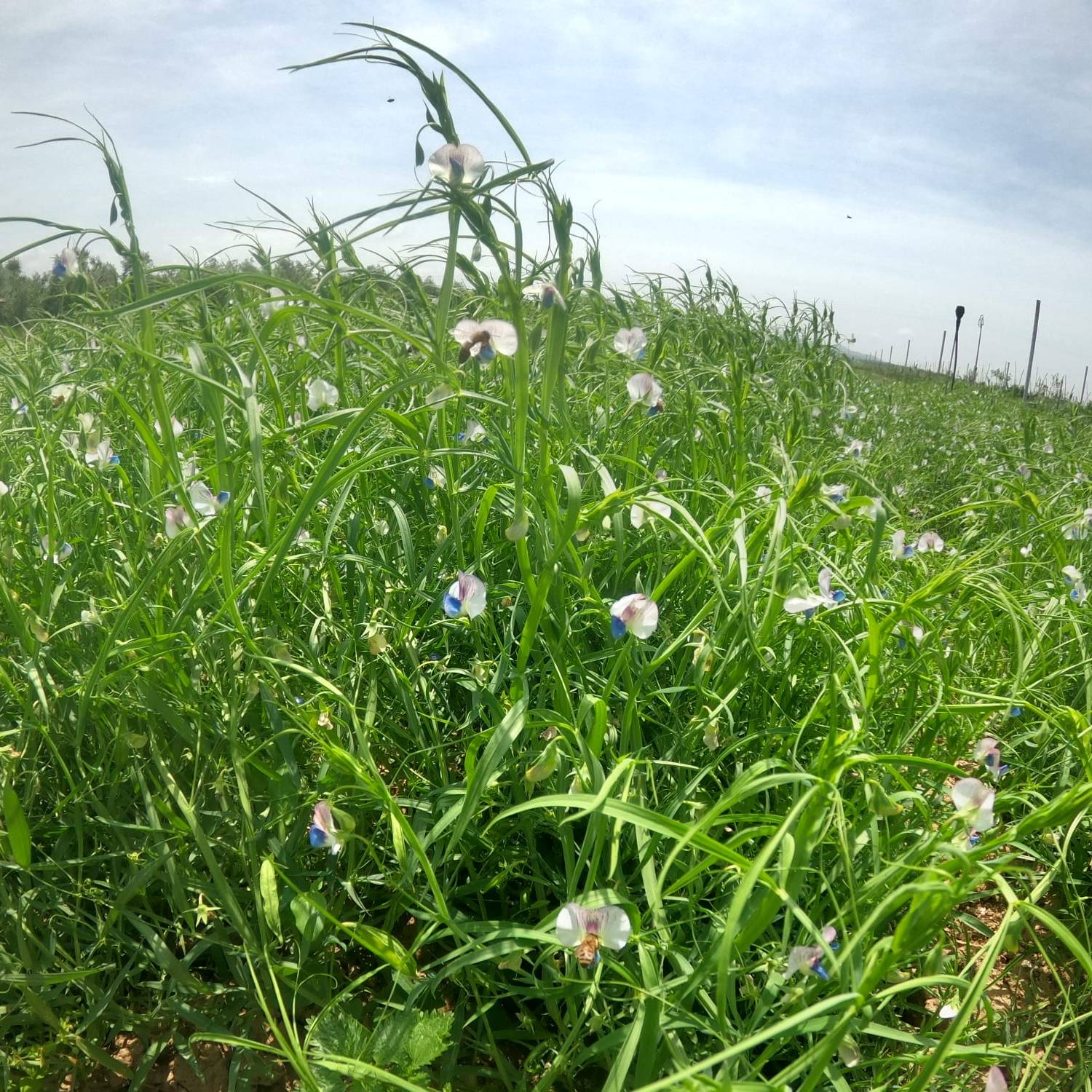 azienda agricola il Ghimbergo