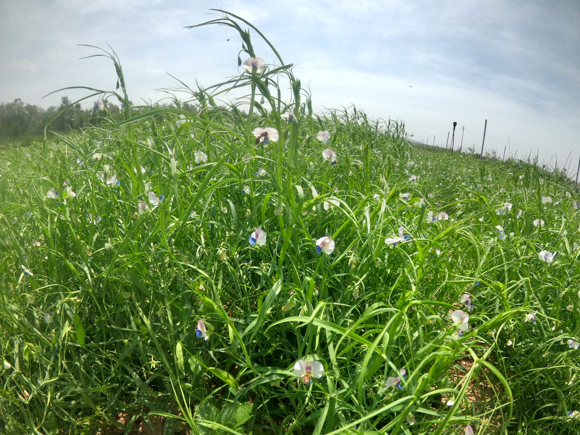 azienda agricola il Ghimbergo