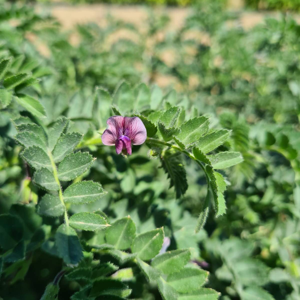 Fiore di cicerchia Azienda agricola il Ghimbergo