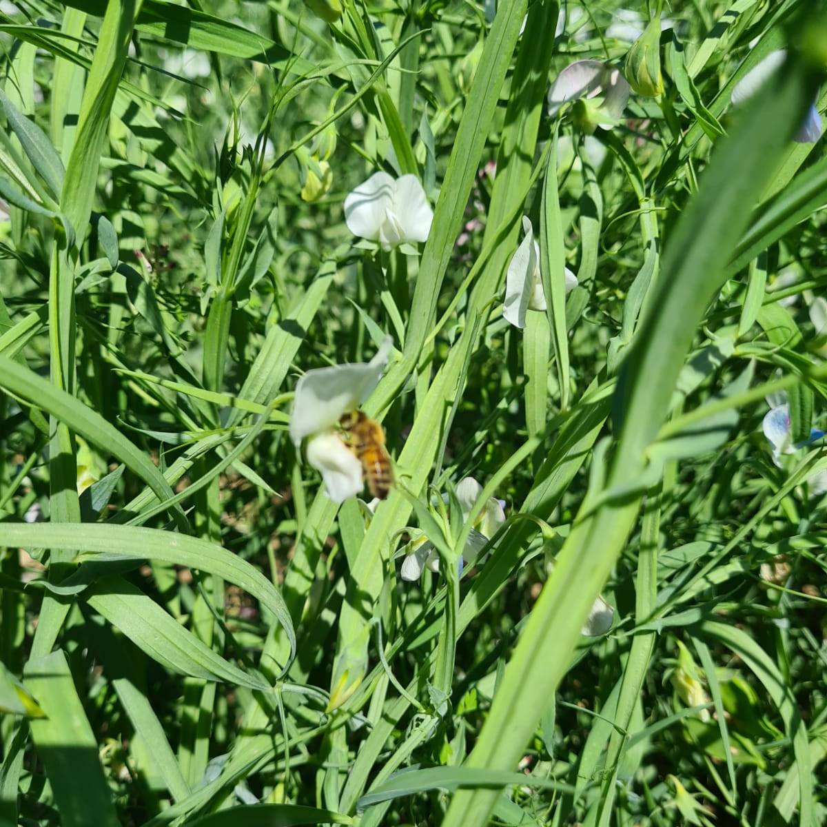 azienda agricola il Ghimbergo