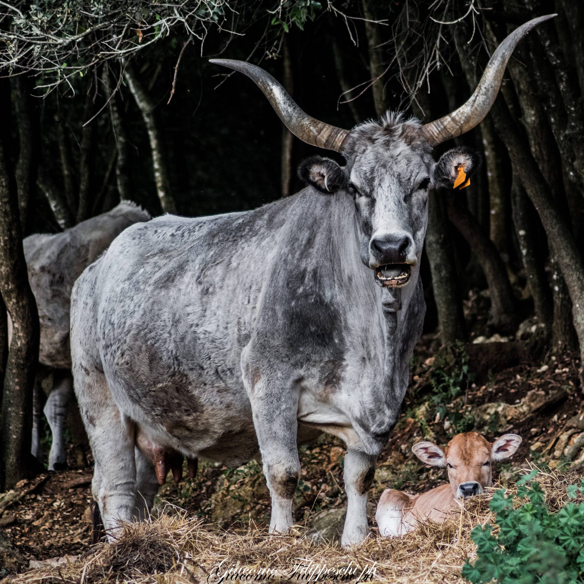 Bovino razza Maremmana