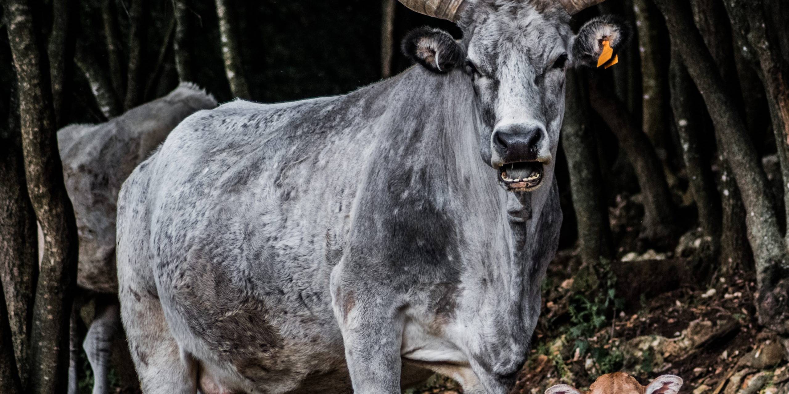 Bovino razza Maremmana