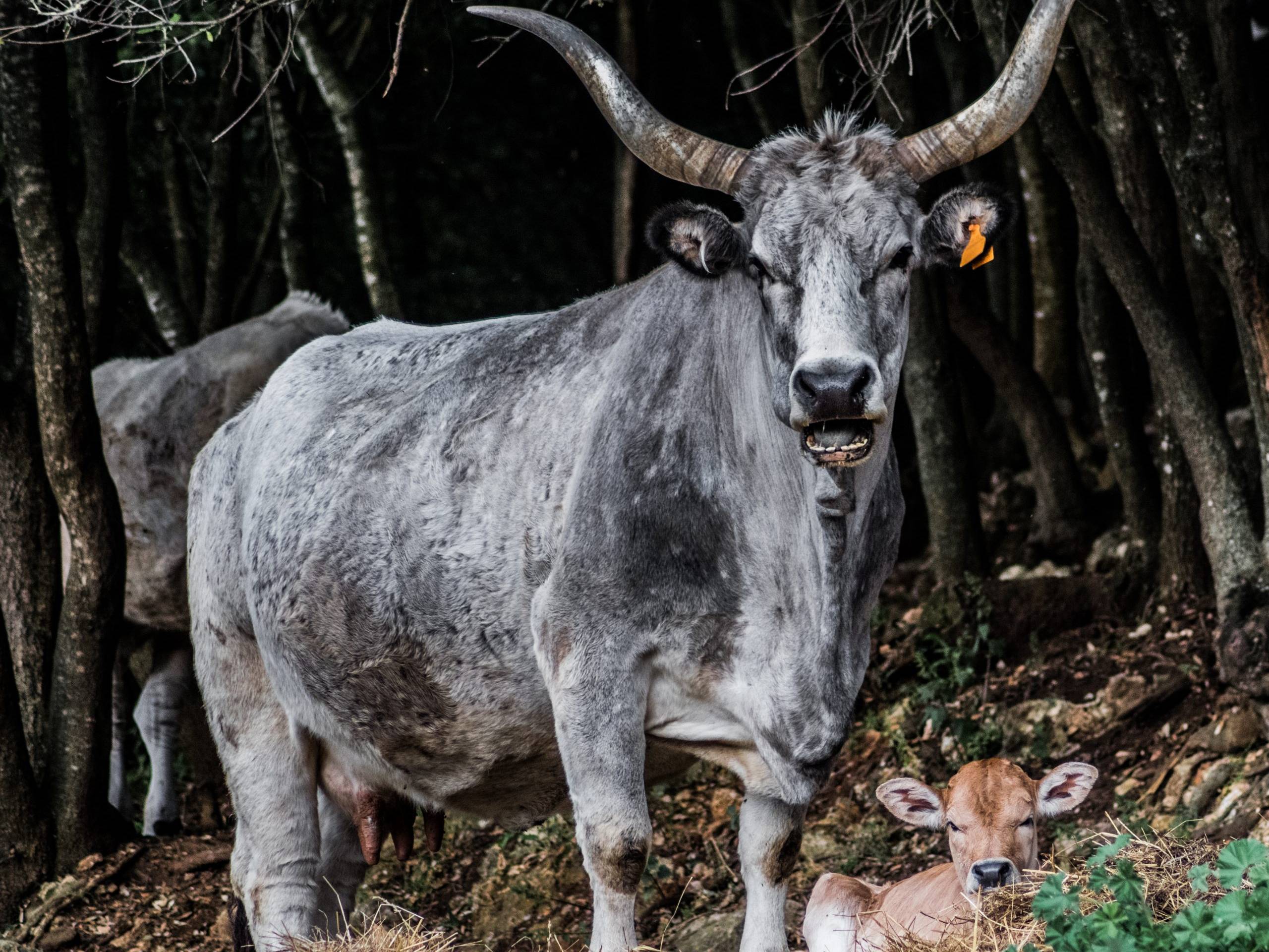 Bovino razza Maremmana