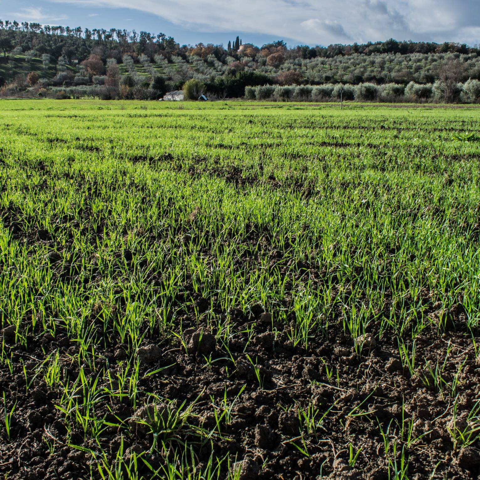 Azienda Agricola Le Ronne Fusi