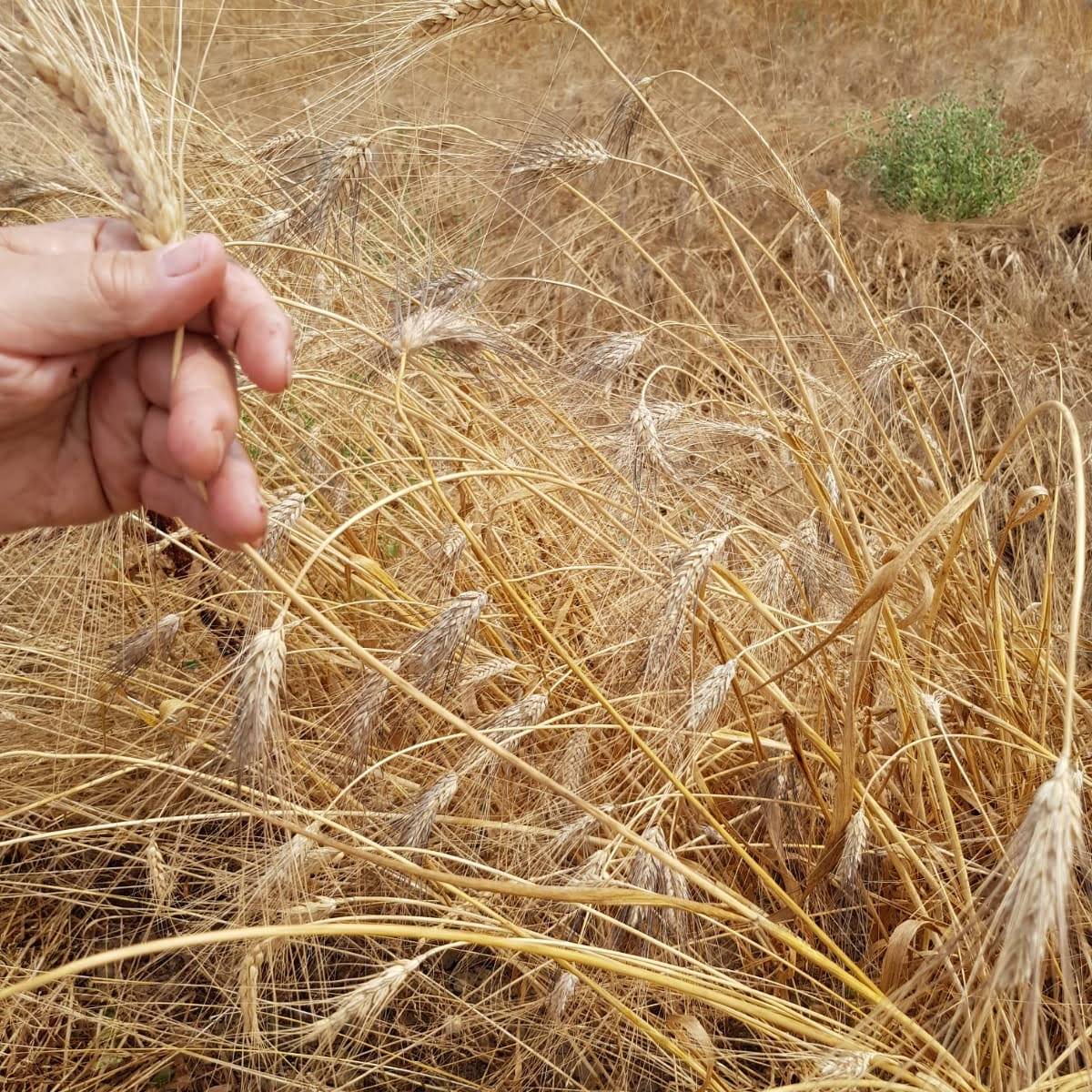 Drago spighe comunità patrimoniale